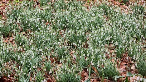 Weiße-Galanthusblüten-Blühen-Im-Frühling