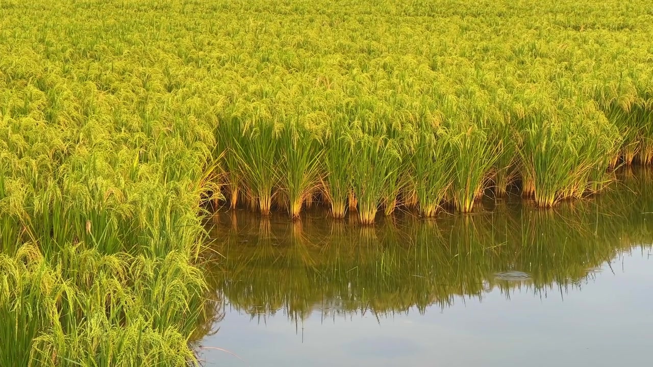 Primo piano di piante di riso in una risaia che si riflettono nell'acqua