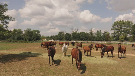 horses in a pasture