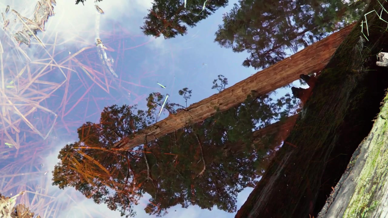 Albero di sequoia riflesso nell'acqua in una giornata parzialmente nuvolosa nel Parco Nazionale di Sequoia, California.