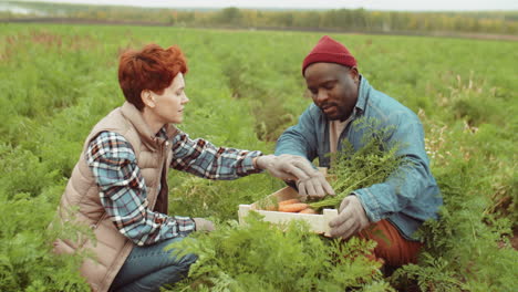agricultores multiétnicos cosechando zanahorias juntos en el campo