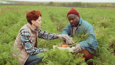 multiethnic farmers harvesting carrots together on field