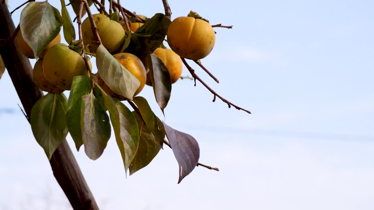 la mano de la persona está alcanzando las ramas de un árbol frutal, recogiendo un caqui.