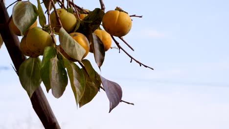 person hand is reaching up into the boughs of a fruit tree, picking a persimmon