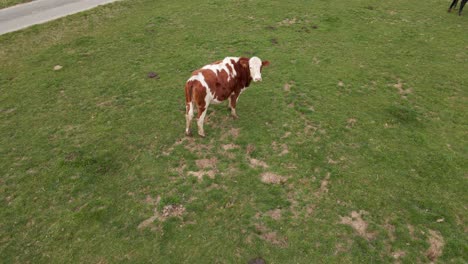 brown spotted heifer standing in a field motionless and confused by the camera drone