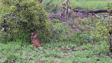 bebé impala recién nacido se levanta por primera vez y vuelve a caer