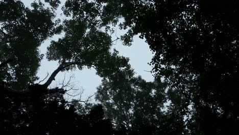 forest canopy view