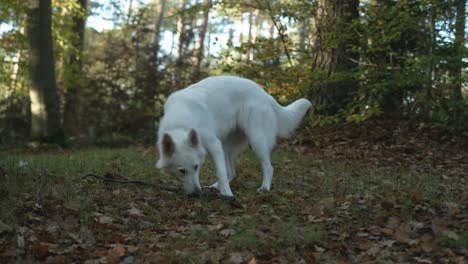 suisse berger blanc sniffing in forest during hike