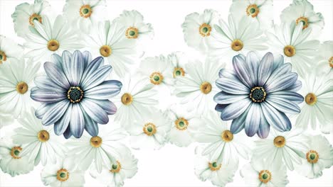 floral pattern with daisies and anemones