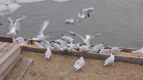 flock of seagulls feeding then fly over the swan and mallard ducks swimming in the river