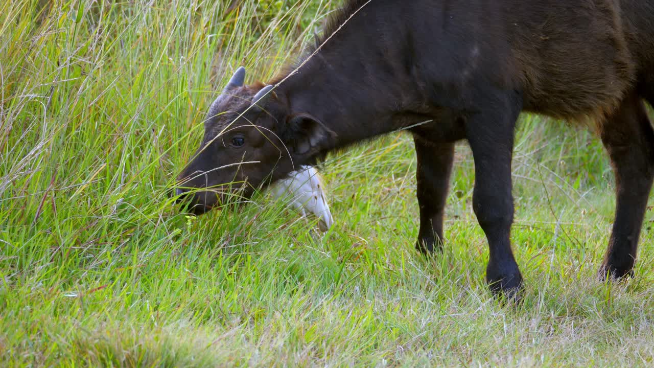 pequeño ternero pastando en la hierba verde cerca del pájaro garceta blanca