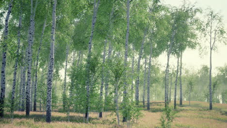 birch forest in sunlight in the morning