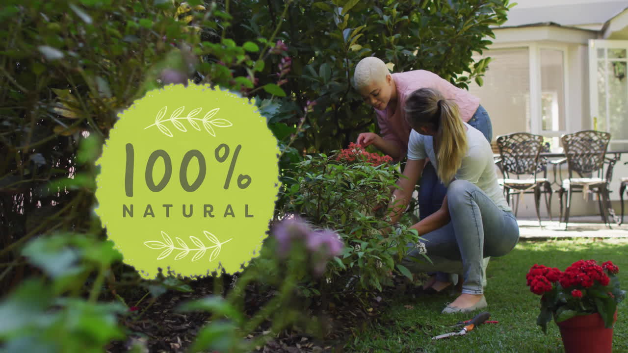 Animation of 100 percent natural text over diverse female couple working in garden