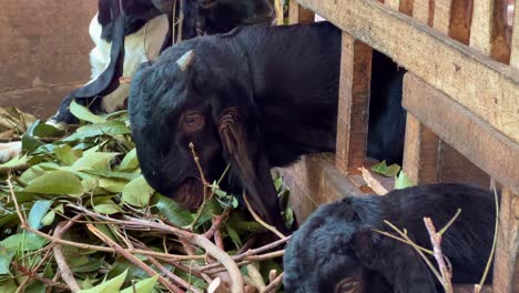 herd of goats are eating green leaves in wooden stable