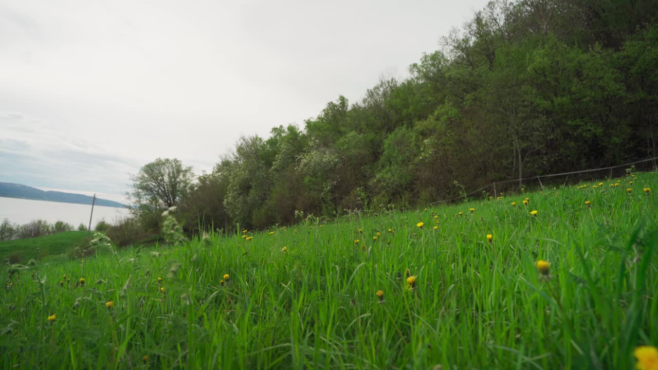 campos de flores de primavera en un día cerca de la montaña del río