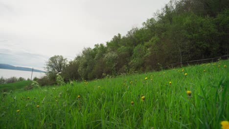 Frühlingsblumenfelder-An-Einem-Tag-In-Der-Nähe-Des-Flussberges