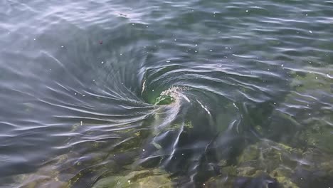 Un-Gran-Remolino-Natural-Se-Forma-En-Alta-Mar-En-Aguas-Claras