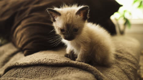 siamese kitten playing with its own tail on couch, close up