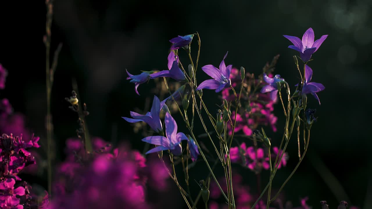 Fiori di campo viola e blu alla luce del sole