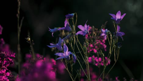 purple and blue wildflowers in sunlight