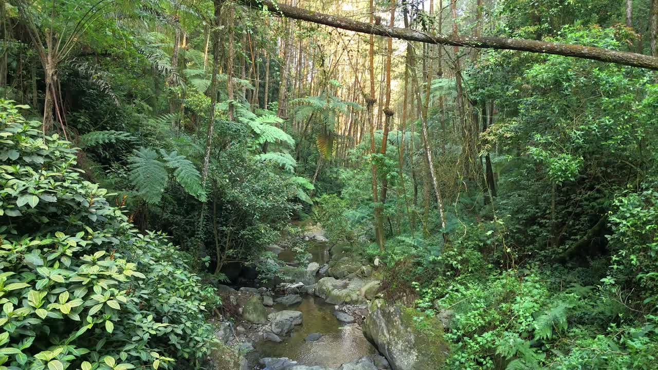 Scenic rainforest stream with rocks and crystal-clear water running through dense tropical plants and towering trees