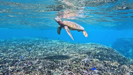 a green sea turtle swimming surfacing for a breath of fresh air