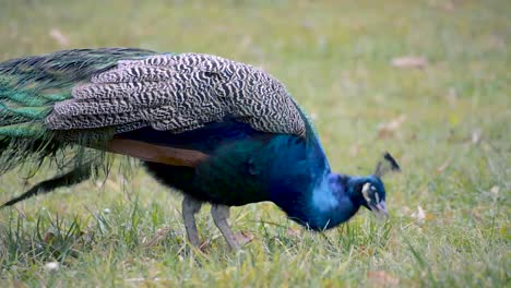 colorful peacock walking on the grass