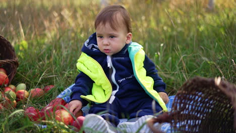 adorable caucasian baby sitting on the ground peacefully. cute child touching red apples scattered around him. blurred backdrop.