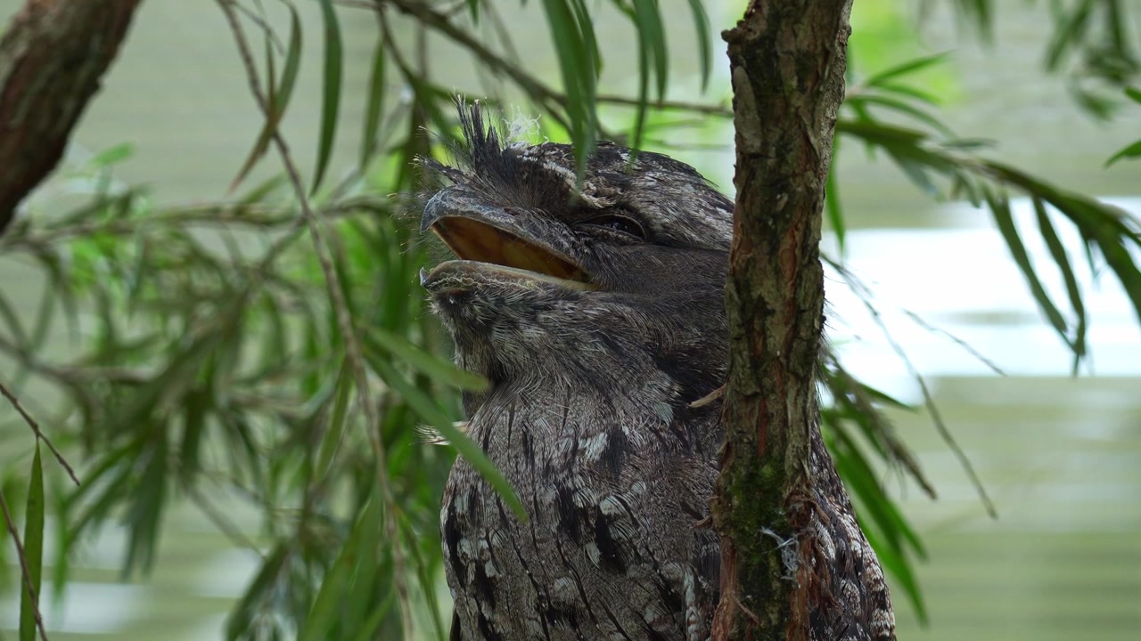 Primo piano di un Podargo strigoide (Podargus strigoides) appollaiato su un ramo d'albero con la bocca aperta, mimetizzato tra la corteccia dell'albero e l'ambiente boschivo.