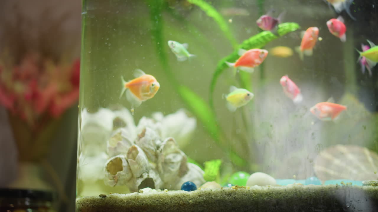Colorful tropical fish swimming inside aquarium with sandy bottom, seashells, stones, green plants and bubbles rising through water creating peaceful aquatic scene