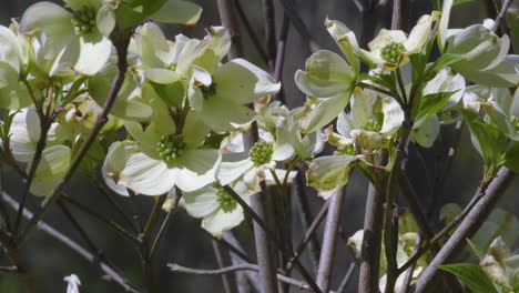 flowering dogwood tree branches beginning to blossom, in early spring