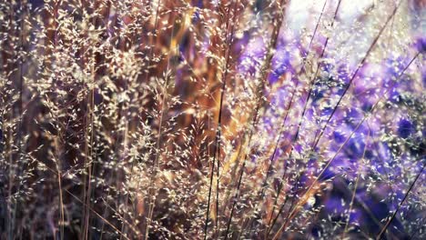 cinemagraph of vibrant colorful flowers with purple, violet and pink petals and blossoms. the natural plant vividly blooming and moving in the wind at new york city high line park. seamless video loop in 4k uhd.