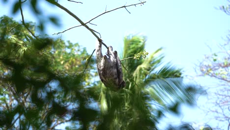 Sloth-dangling-from-slim-branch-on-sunny-day-in-amazon-jungle,-popular-animal