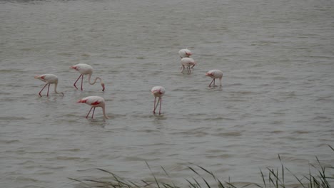 flamingos walking in shallow water at the lucio del lobo marsh in doñana