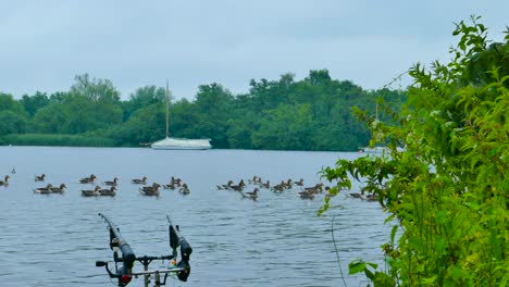 Cañas-De-Pescar-Y-Patos-Nadando-A-Lo-Largo-Del-Río-Inglés-En-Wroxham-Broads-En-Norwich