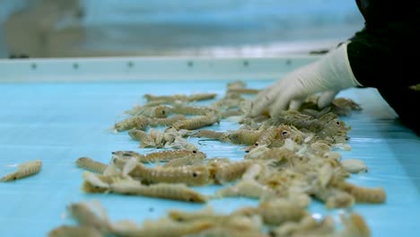 Trabajador-Usa-Guantes-Trabajando-En-La-Línea-De-Fábrica-De-Mariscos-De-Camarón-Clasificando-Por-Tamaño