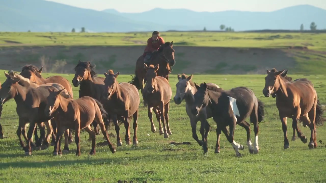 Pastori mongoli che radunano cavalli nella steppa