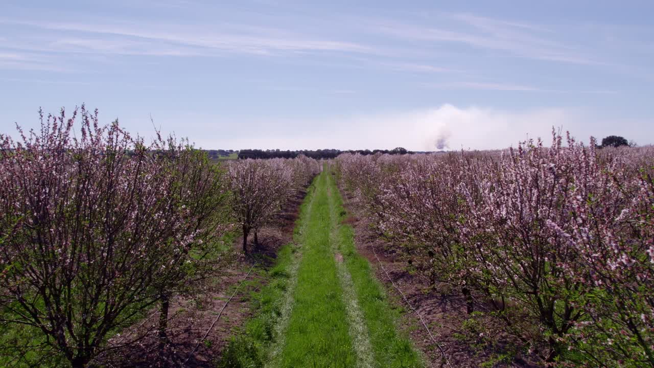 Vista aerea di Odivelas con fioritura di mandorli in primavera, che mostra un sereno paesaggio rurale in Portogallo.
