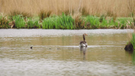 Ganso-Grislag-Parado-En-Aguas-Poco-Profundas-De-La-Orilla-Del-Lago,-Comienza-A-Nadar