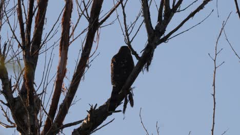 The-back-of-a-prairie-falcon-in-Arizona-the-Southwest