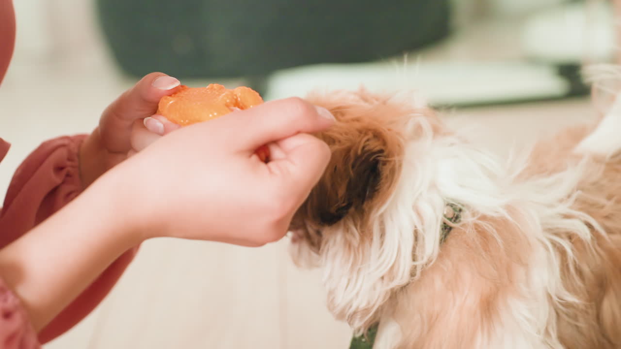 Woman Feeding Small Dog With Treat, Owner Leaning Close To Offer Orange Snack And Perform Gentle Mouth Check, Indoor Kitchen Closeup, Soft Natural Light, Tender Bond, Calm Nurturing, Pet Care Routine