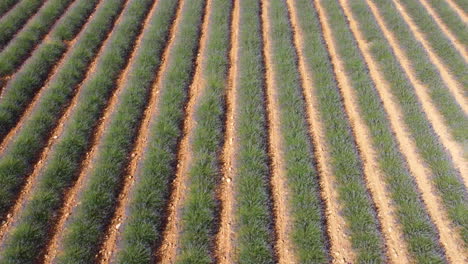 Lavender-field-agriculture-cultivation-in-Plateau-de-Valensole,-France