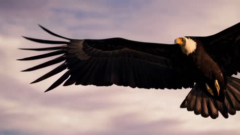 canyon landscape with bird of prey