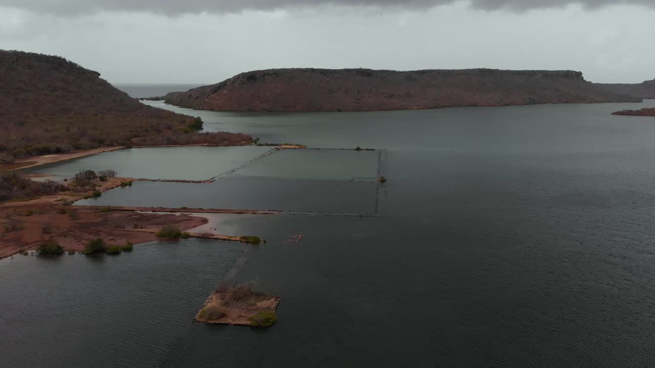 네덜란드 카리브해 큐라소의 소금 호수에서 휴식을 취하는 플라밍고