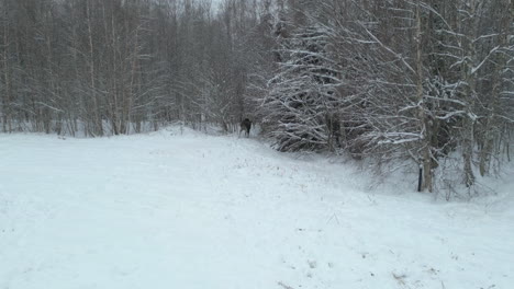 Arktische-Elche-Laufen-Und-Verstecken-Sich-Im-Wald