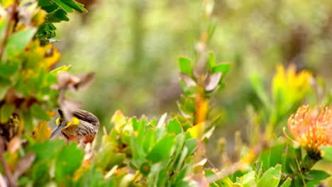 cape sugarbird perched on yellow pincushion eating nectar in fynbos vegetation