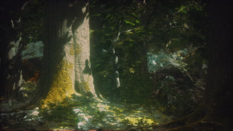 old trees with lichen and moss in green forest