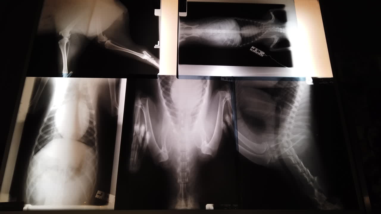 Wide shot of an animal x-ray displayed on a light box