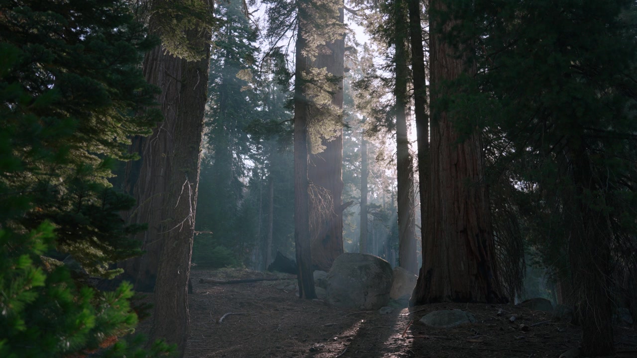 I raggi del sole filtrano attraverso la nebbia e gli imponenti tronchi di sequoia in una foresta tranquilla