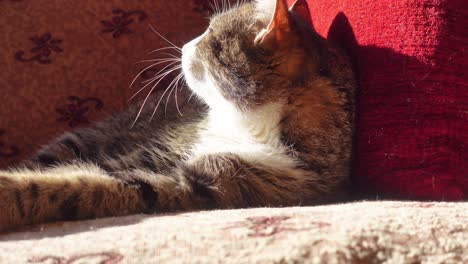 un primer plano de un gato tendido en un sofá